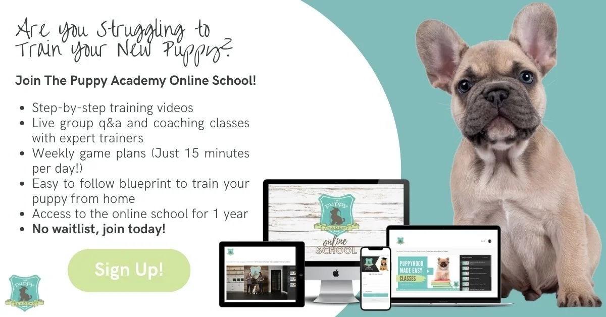 Introducing puppy 2024 to older dog